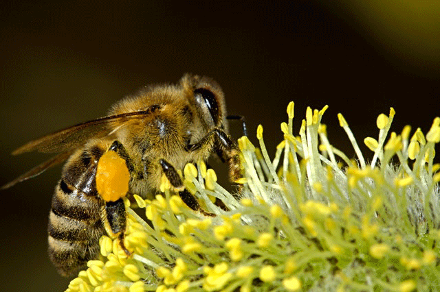 Arbeitsbiene mit Pollenhöschen auf Weidekätzchen