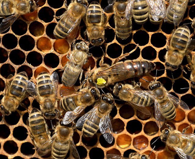 Bienenkönigin mit Hofstaat