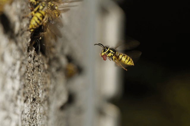 Wespe bringt Futter zum Nest